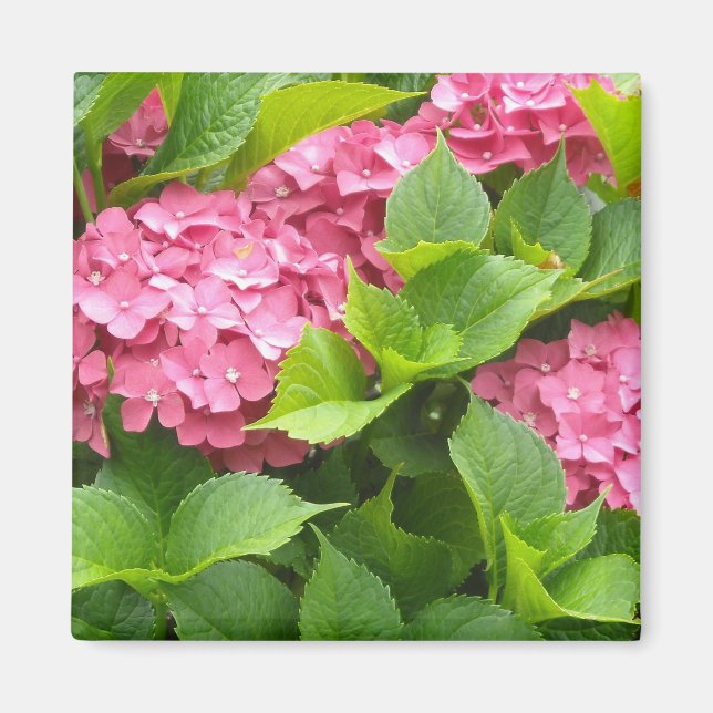 Tief rosa Hydrangeas Magnet (Vorne)