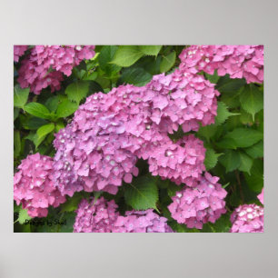 Tief rosa Hydrangeas Poster