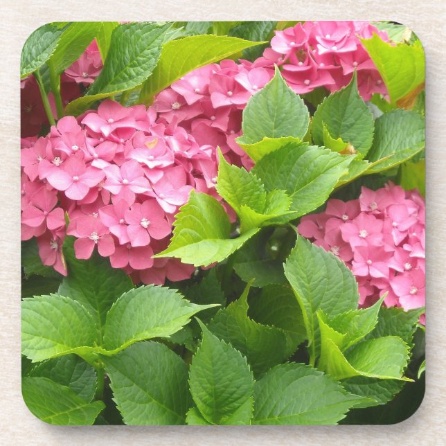 Tief rosa Hydrangeas Untersetzer (Vorderseite)