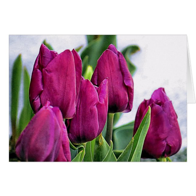 Tief rosa Tulips (Vorderseite (Horizontal))