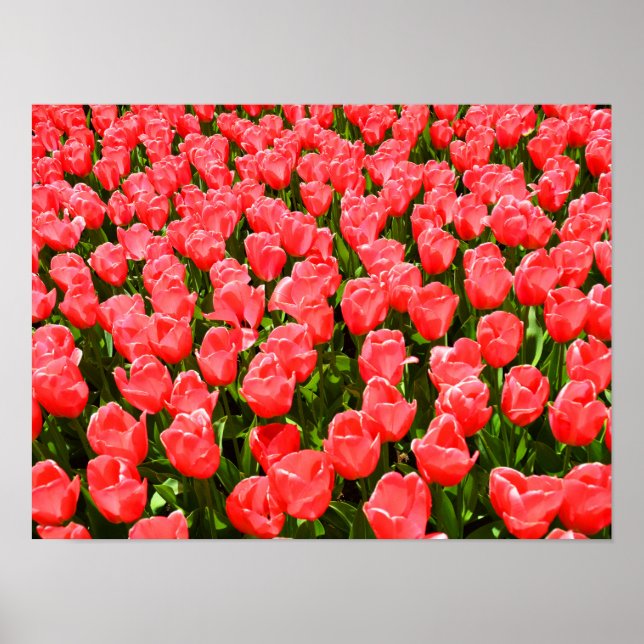 Tief rosa Tulpen Poster (Vorne)