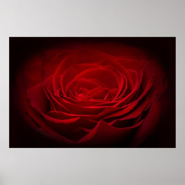 Tief rote Rose auf schwarz Poster (Vorne)