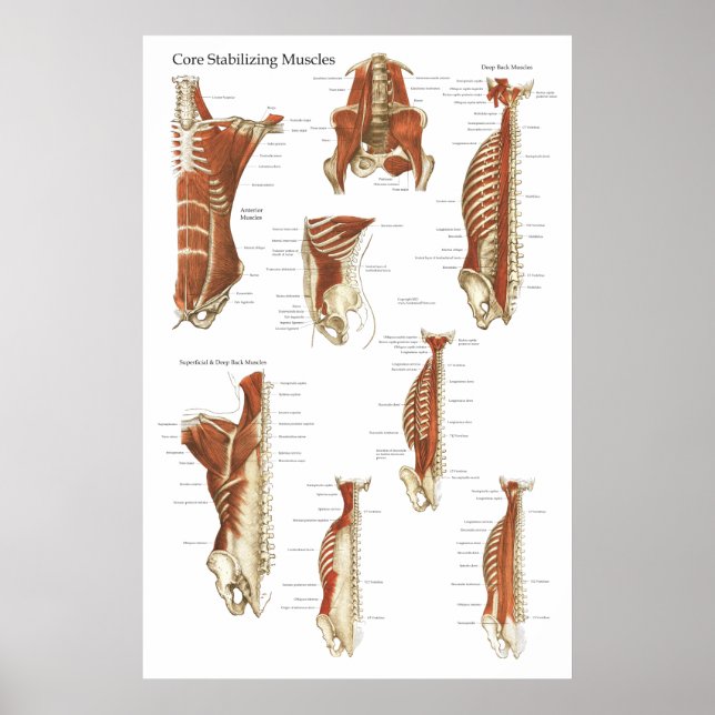 Tief stabilisierende Muskeln Anatomie Poster (Vorne)