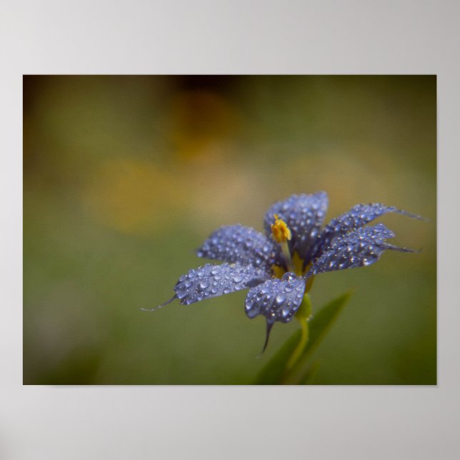 Tiefblaue Augen Poster (Vorne)