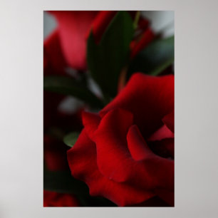 Tiefe, dunkle Rote Rosen Poster