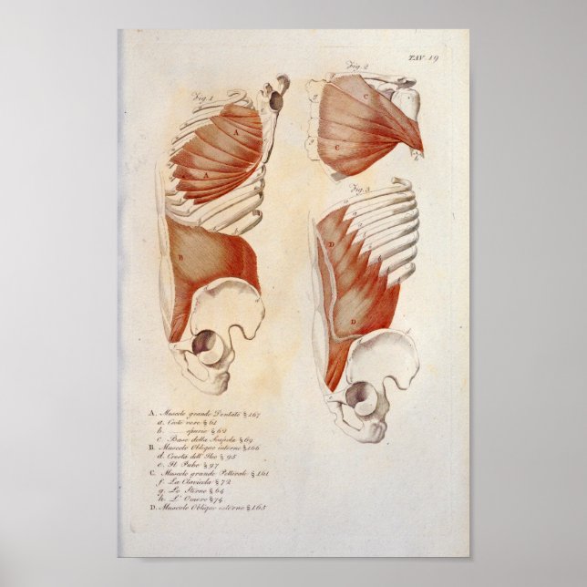 Tiefe Muskeln Brustbauch Anatomie Drucken Französi Poster (Vorne)