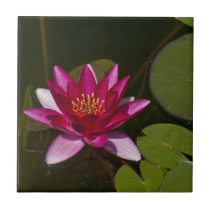 TIEFE PINK LOTUS BLOSSOM UND LEIHE PADS IN POND FLIESE