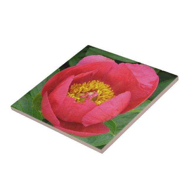 "TIEFE PINKSPIELE MIT GOLDZENTRUM" FLIESE (Seite)