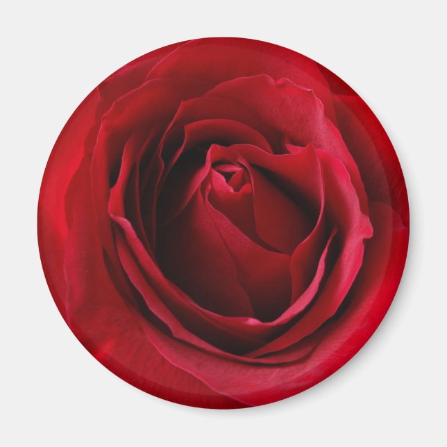 tiefe rote Rose Magnet (Vorne)