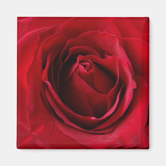 tiefe rote Rose Magnet (Vorne)
