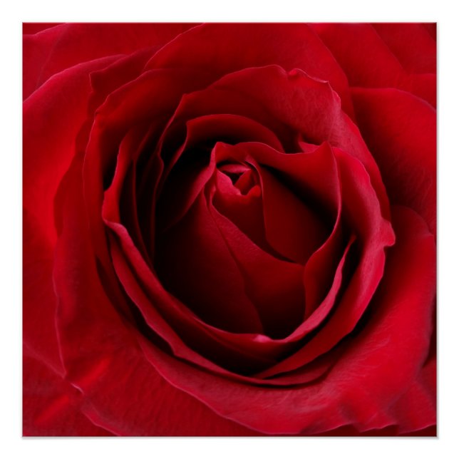 tiefe rote Rose Poster (Vorderseite)