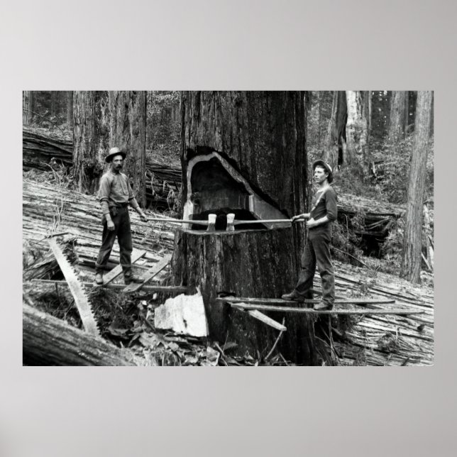 TIEFER WALD LUMBERJACKS c 1890 Poster (Vorne)