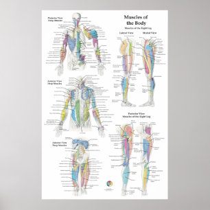 Tiefes Muskelanatomie-Diagramm Poster