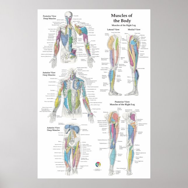 Tiefes Muskelanatomie-Diagramm Poster (Vorne)