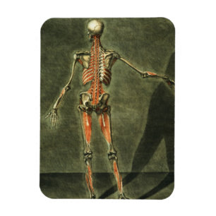 Tiefes Muskelsystem auf der Rückseite des Körpers, Magnet