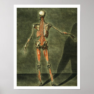Tiefes Muskelsystem auf der Rückseite des Körpers, Poster