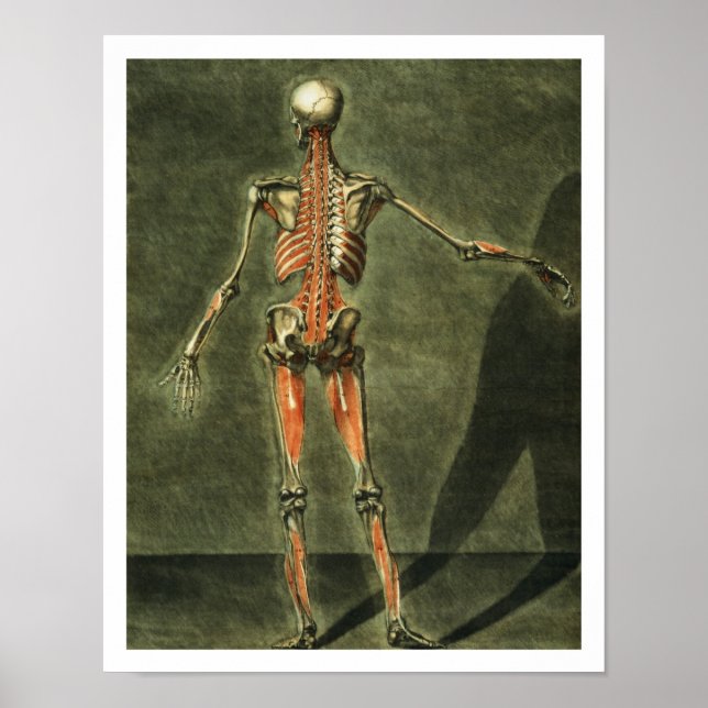 Tiefes Muskelsystem auf der Rückseite des Körpers, Poster (Vorne)