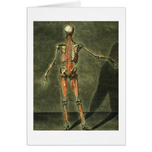 Tiefes muskulöses System der Rückseite des