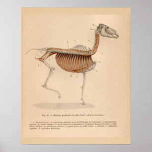 Tiefgreifende Muskelanatomie des Pferdes Französis Poster