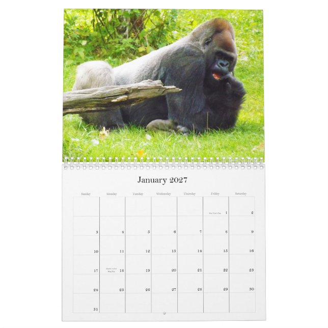 Tiefland-Gorillas des Kansas- CityZoos Kalender (Jan 2027)