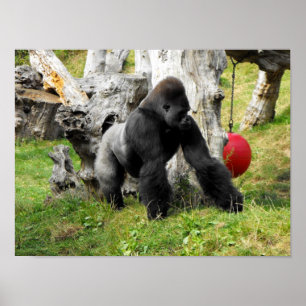 Tiefland Silverbackgorilla Poster