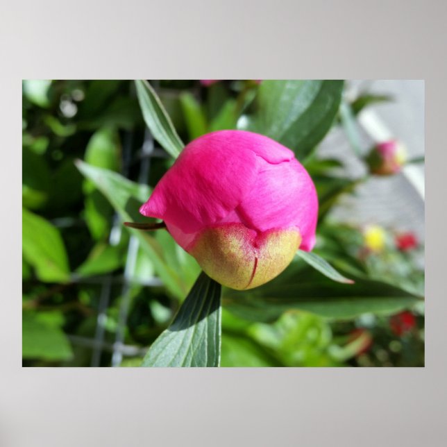 tiefrosa Bube Poster (Vorne)