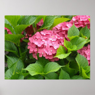 Tiefrosa Hortensienblüten Poster