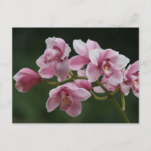 Tiefrosa Orchideenkarte Postkarte