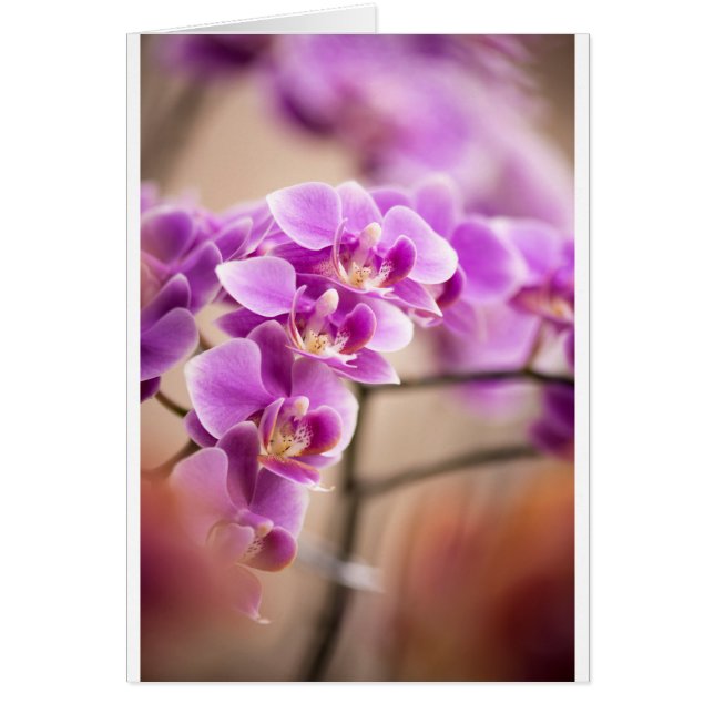 Tiefrosa Phalaenopsis-Orchideen-Blumen-Kette (Vorne)