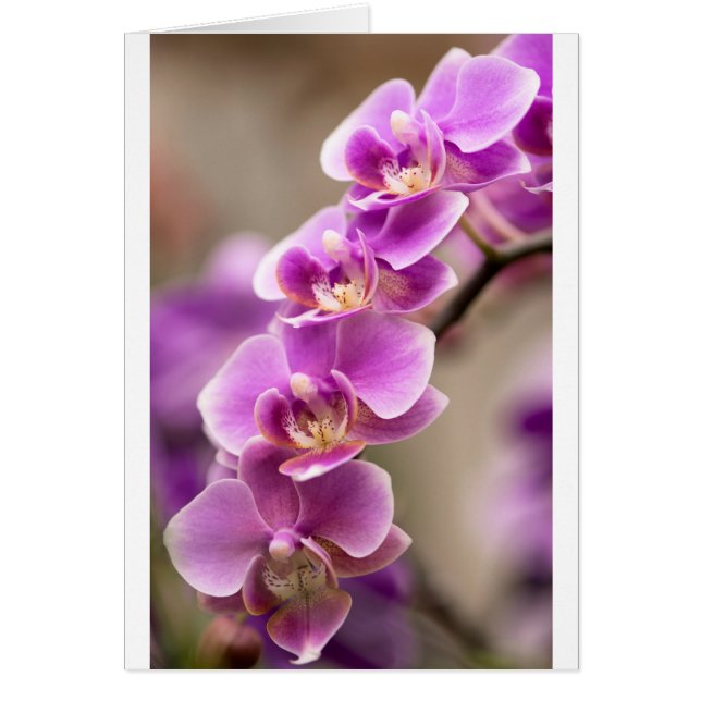 Tiefrosa Phalaenopsis-Orchideen-Blumen-Kette (Vorne)