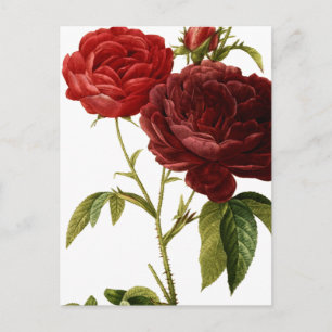 Tiefrote Vintage-Rosen-Malerei Postkarte