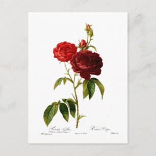 Tiefrote Vintage-Rosen-Malerei Postkarte