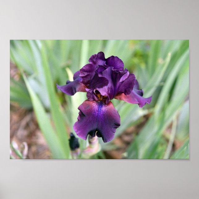 Tiefviolette Bartirisblüte Poster (Vorne)