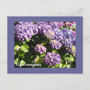 Tiefviolette Hortensien Postkarte