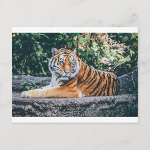 Tier Big Cat Safari Tiger Wild Cat Wildlife Zoo Postkarte