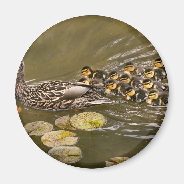 Tier - Ducks - Swim like a duck Magnet (Vorne)