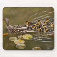 Tier - Ducks - Swim like a duck