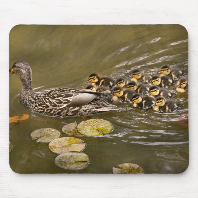 Tier - Ducks - Swim like a duck Mousepad (Vorne)