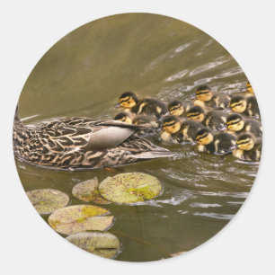 Tier - Ducks - Swim like a duck Runder Aufkleber