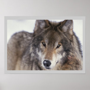 Tier-Fotografie-grauer Wolf-Plakat 18x24 Poster