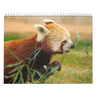 Tier-Kalander 20 Kalender
