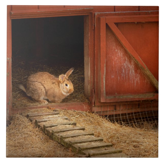 Tier - Kaninchen - Eierbacken zu Ostern Fliese (Vorderseite)