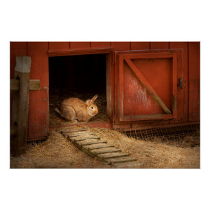 Tier - Kaninchen - Ostereier legen Poster