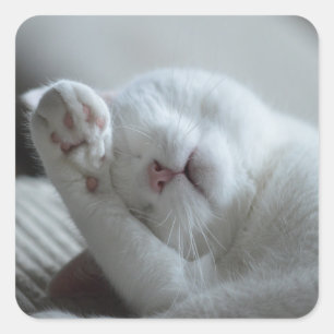 Tier, Katze, Feline Quadratischer Aufkleber