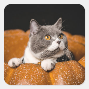 Tier, Katze, Säugetier Quadratischer Aufkleber