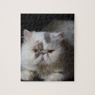 Tier, Katze, weiß, Haustier, Kätzchen, isoliert, s Puzzle