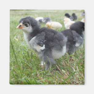 Tier, Küken, Huhn, Bauernhof, niedlich, Vogel, Bab Magnet