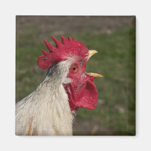 Tier, Küken, Huhn, Bauernhof, niedlich, Vogel, Bab Magnet