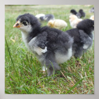 Tier, Küken, Huhn, Bauernhof, niedlich, Vogel, Bab