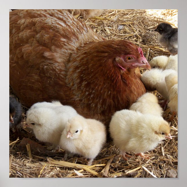 Tier, Küken, Huhn, Bauernhof, niedlich, Vogel, Bab Poster (Vorne)